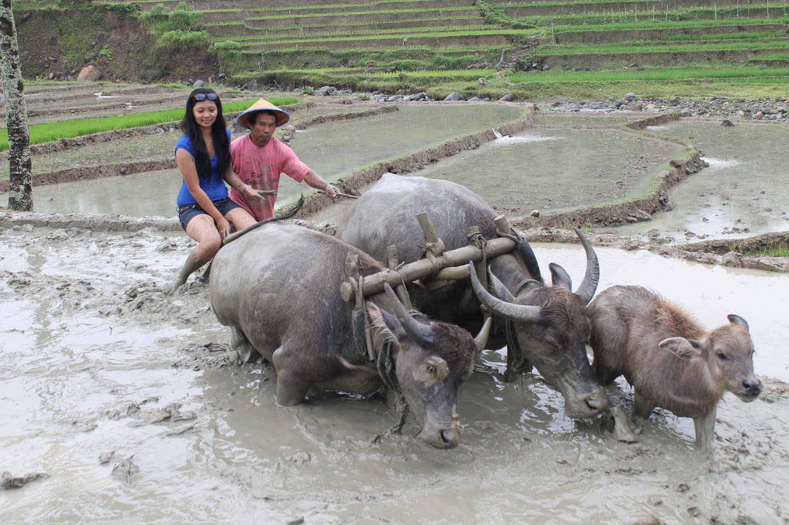 Membajak Sawah